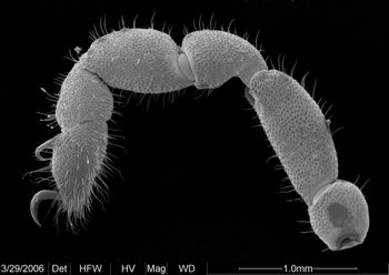 Media type: image;   Invertebrate Zoology 133769